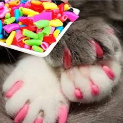 Anti-scratch protective pet nail 20pcs + Glue, SIZE: L 