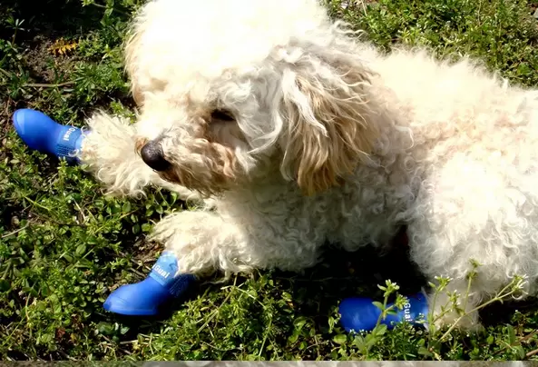 DOG BOOTS Waterproof Protective Rubber Pet Rain Shoes Booties Size:M * 