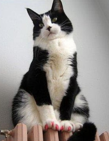 Anti-scratch protective pet nail 20pcs + Glue, SIZE: XS