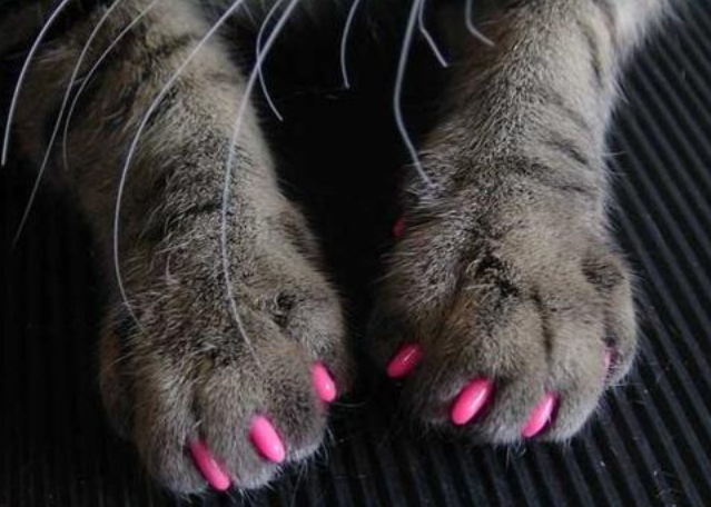 Anti-scratch protective pet nail 20pcs + Glue, SIZE: XS