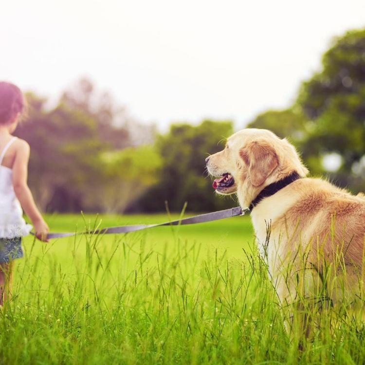 Keskikokoiset kissan säädettävät valjaat, 120cm kauluksella (Musta)